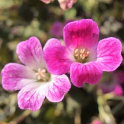 geranium orkney cherry